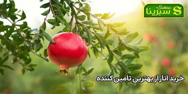 خرید انار از بهترین تامین کننده خرید انار از بهترین تامین کننده