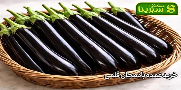 خرید عمده بادمجان قلمی خرید عمده بادمجان قلمی