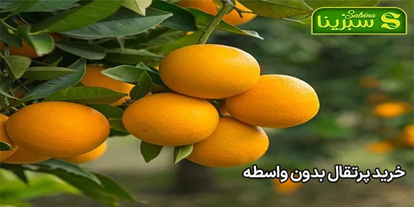 خرید پرتقال بدون واسطه خرید پرتقال بدون واسطه