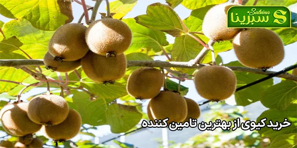 خرید کیوی از بهترین تامین کننده خرید کیوی از بهترین تامین کننده