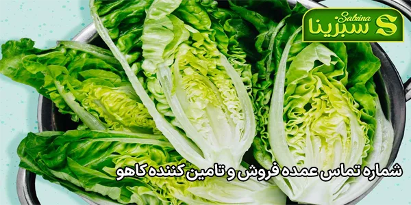 شماره تماس عمده فروش و تامین کننده کاهو شماره تماس عمده فروش و تامین کننده کاهو