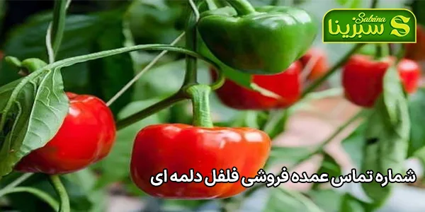 شماره تماس عمده فروشی فلفل دلمه ای شماره تماس عمده فروشی فلفل دلمه ای