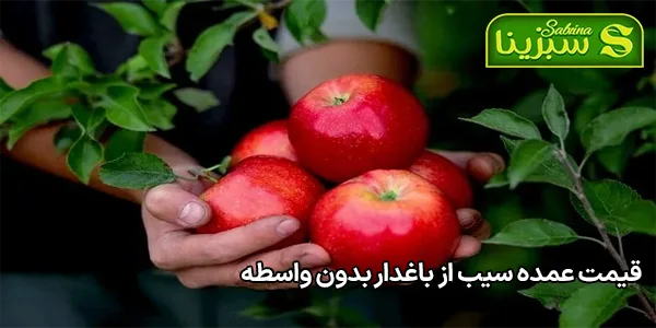 قیمت عمده سیب از باغدار بدون واسطه قیمت عمده سیب از باغدار بدون واسطه