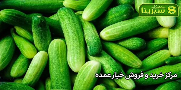 مرکز خرید و فروش خیار عمده مرکز خرید و فروش خیار عمده
