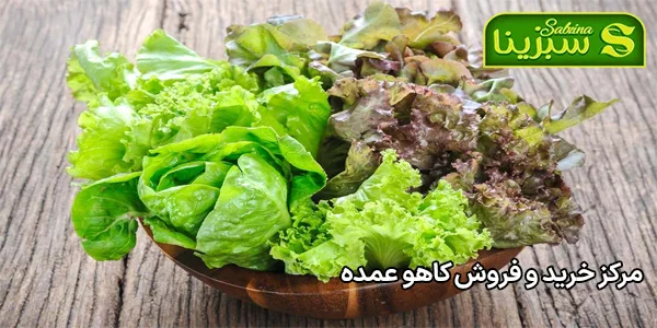 مرکز خرید و فروش کاهو عمده مرکز خرید و فروش کاهو عمده