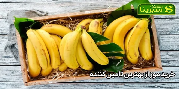 خرید موز از بهترین تامین کننده خرید موز از بهترین تامین کننده