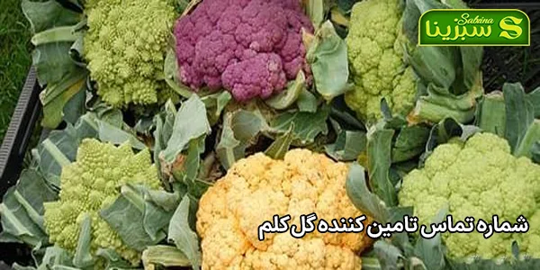 شماره تماس تامین کننده گل کلم شماره تماس تامین کننده گل کلم