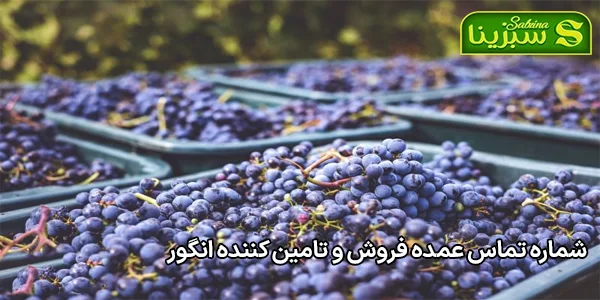 شماره تماس عمده فروش و تامین کننده انگور شماره تماس عمده فروش و تامین کننده انگور