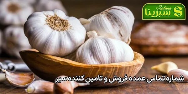 شماره تماس عمده فروش و تامین کننده سیر شماره تماس عمده فروش و تامین کننده سیر