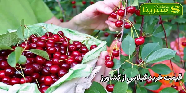 قیمت خرید گیلاس از کشاورز قیمت خرید گیلاس از کشاورز