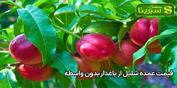 قیمت عمده شلیل از باغدار بدون واسطه قیمت عمده شلیل از باغدار بدون واسطه