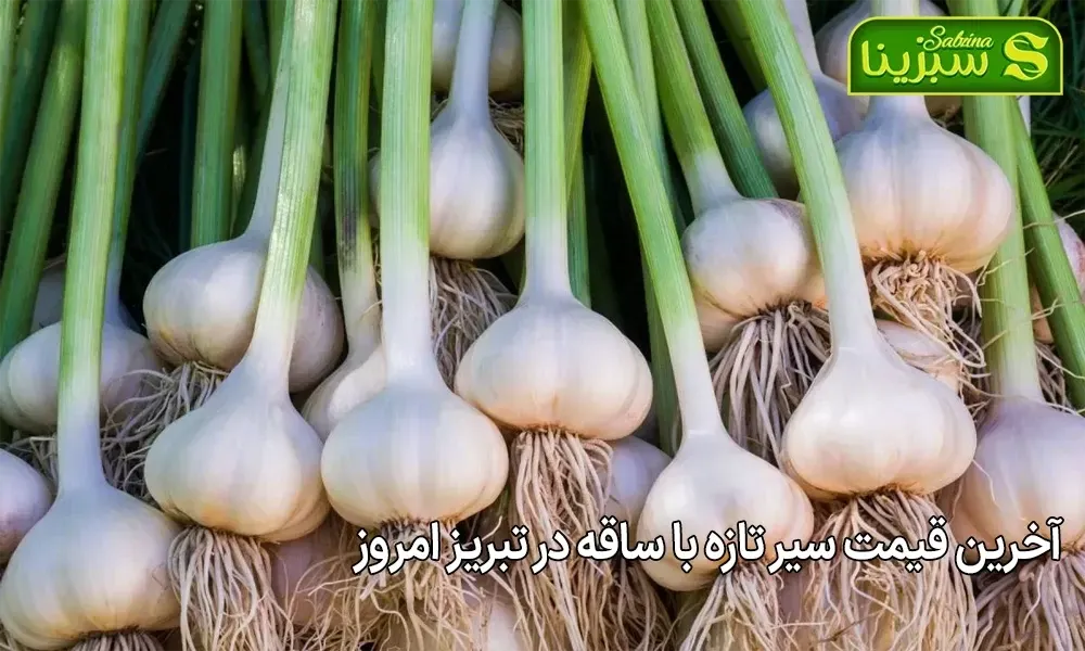 آخرین قیمت سیر تازه با ساقه در تبریز امروز