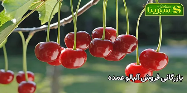 بازرگانی فروش آلبالو عمده بازرگانی فروش آلبالو عمده