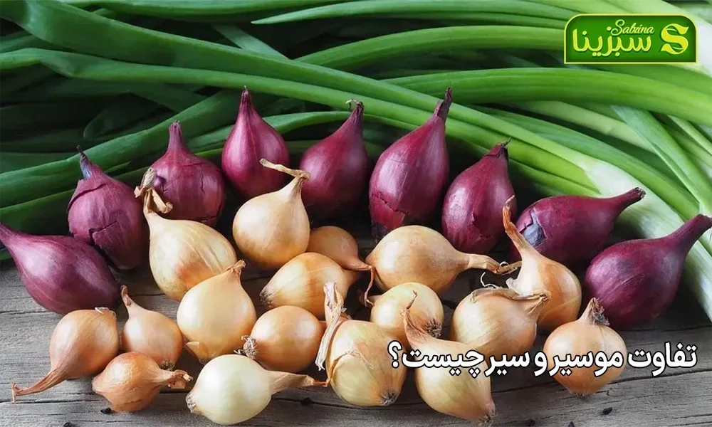 تفاوت موسیر و سیر چیست؟