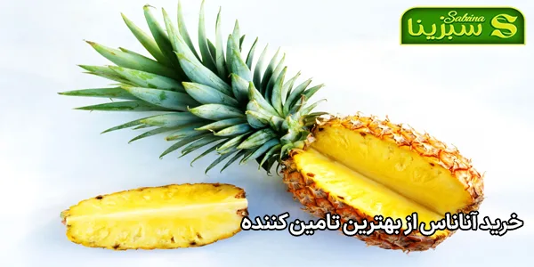 خرید آناناس از بهترین تامین کننده خرید آناناس از بهترین تامین کننده