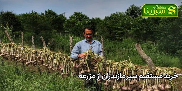 خرید مستقیم سیر مازندران از مزرعه خرید مستقیم سیر مازندران از مزرعه