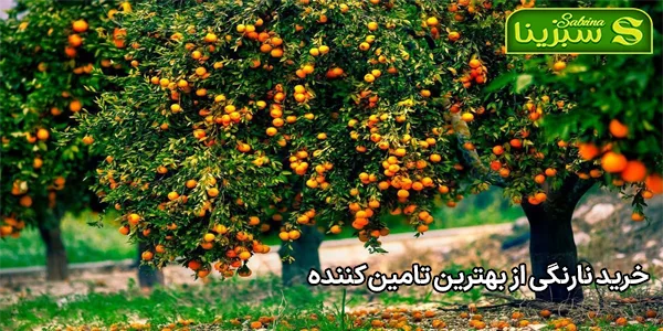 خرید نارنگی از بهترین تامین کننده خرید نارنگی از بهترین تامین کننده
