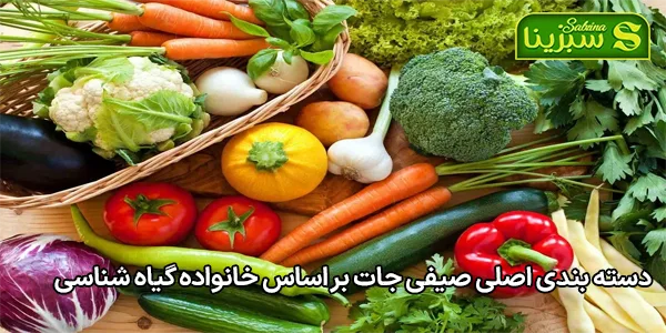 دسته بندی اصلی صیفی جات بر اساس خانواده گیاه شناسی دسته بندی اصلی صیفی جات بر اساس خانواده گیاه شناسی