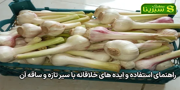 راهنمای استفاده و ایده های خلاقانه با سیر تازه و ساقه آن راهنمای استفاده و ایده های خلاقانه با سیر تازه و ساقه آن