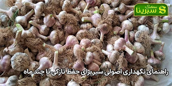 راهنمای نگهداری اصولی سیر برای حفظ تازگی تا چند ماه راهنمای نگهداری اصولی سیر برای حفظ تازگی تا چند ماه