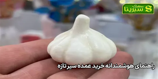راهنمای هوشمندانه خرید عمده سیر تازه راهنمای هوشمندانه خرید عمده سیر تازه