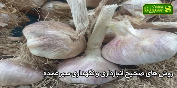 روش های صحیح انبارداری و نگهداری سیر عمده روش های صحیح انبارداری و نگهداری سیر عمده