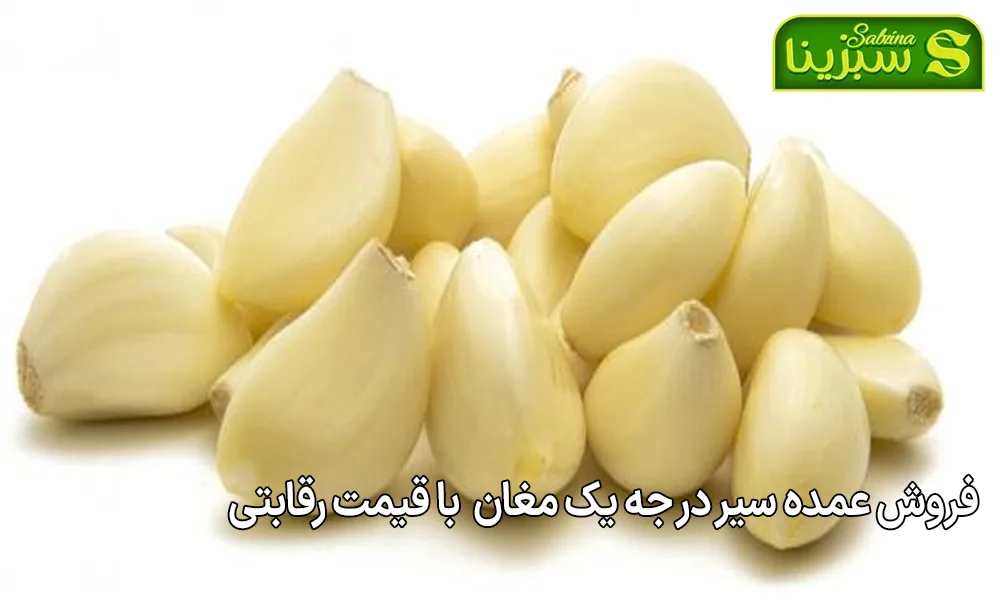 فروش عمده سیر در جه یک مغان با قیمت رقابتی