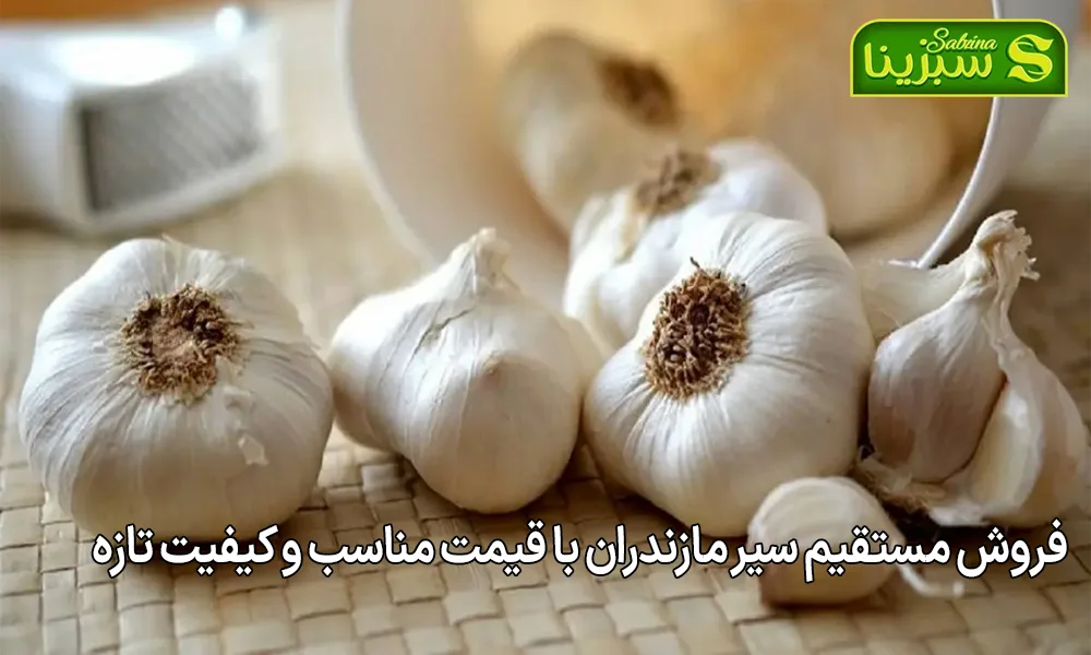 فروش مستقیم سیر مازندران با قیمت مناسب و کیفیت تازه
