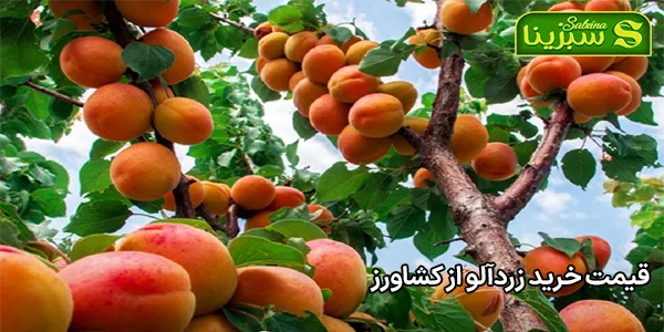 قیمت خرید زردآلو از کشاورز قیمت خرید زردآلو از کشاورز