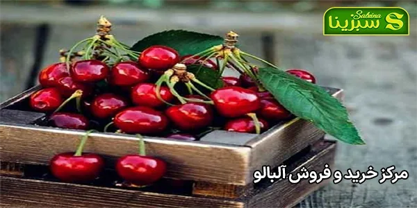 مرکز خرید و فروش آلبالو مرکز خرید و فروش آلبالو