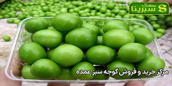 مرکز خرید و فروش گوجه سبز عمده مرکز خرید و فروش گوجه سبز عمده