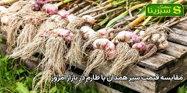 مقایسه قیمت سیر همدان با طارم در بازار امروز مقایسه قیمت سیر همدان با طارم در بازار امروز
