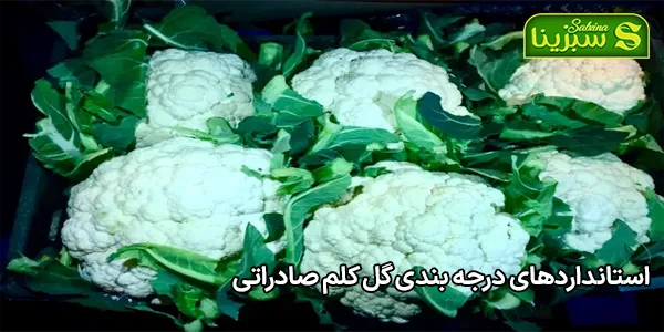 استانداردهای درجه بندی گل کلم صادراتی استانداردهای درجه بندی گل کلم صادراتی