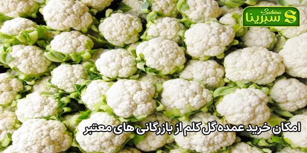 امکان خرید عمده گل کلم از بازرگانی های معتبر امکان خرید عمده گل کلم از بازرگانی های معتبر