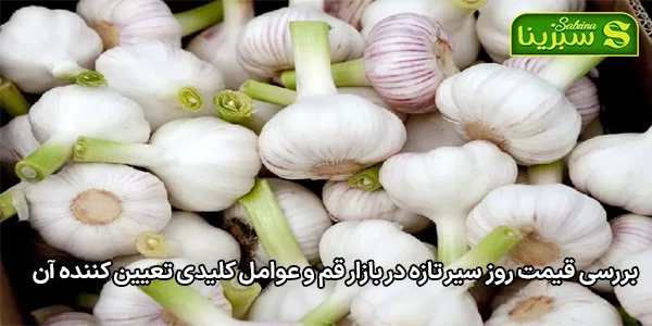 بررسی قیمت روز سیر تازه در بازار قم و عوامل کلیدی تعیین کننده آن بررسی قیمت روز سیر تازه در بازار قم و عوامل کلیدی تعیین کننده آن