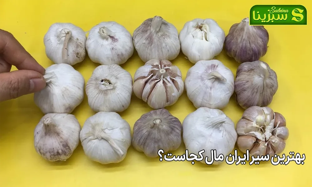 بهترین سیر ایران مال کجاست؟