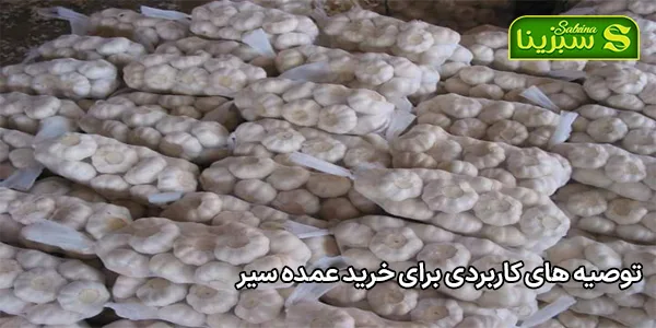 توصیه های کاربردی برای خرید عمده سیر توصیه های کاربردی برای خرید عمده سیر