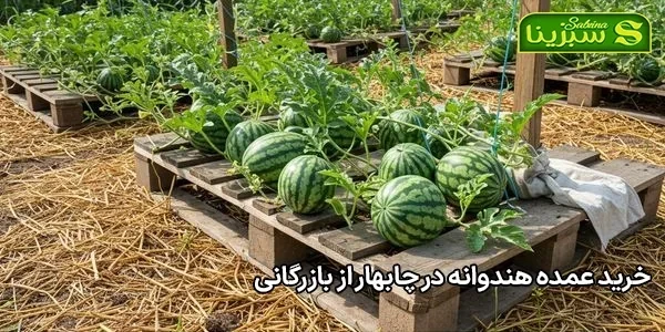خرید عمده هندوانه در چابهار از بازرگانی خرید عمده هندوانه در چابهار از بازرگانی