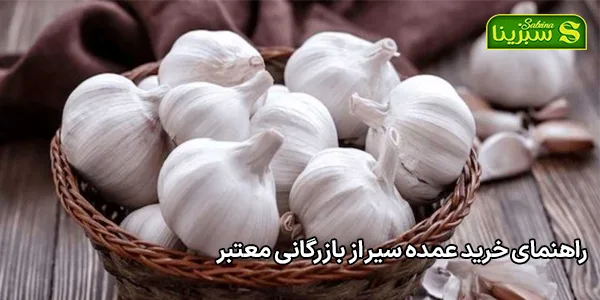 راهنمای خرید عمده سیر از بازرگانی معتبر راهنمای خرید عمده سیر از بازرگانی معتبر