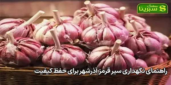 راهنمای نگهداری سیر قرمز آذرشهر برای حفظ کیفیت راهنمای نگهداری سیر قرمز آذرشهر برای حفظ کیفیت