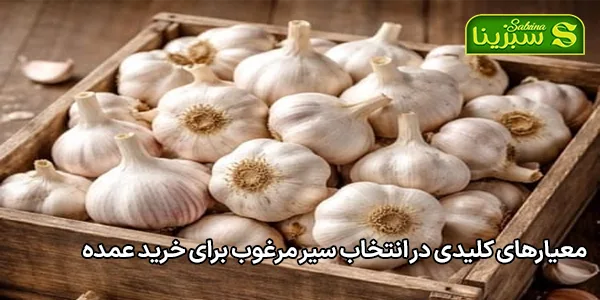معیارهای کلیدی در انتخاب سیر مرغوب برای خرید عمده معیارهای کلیدی در انتخاب سیر مرغوب برای خرید عمده