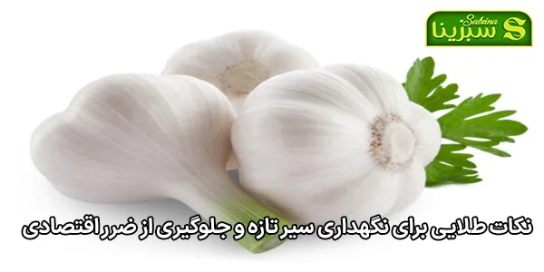 نکات طلایی برای نگهداری سیر تازه و جلوگیری از ضرر اقتصادی نکات طلایی برای نگهداری سیر تازه و جلوگیری از ضرر اقتصادی