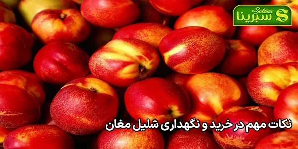 نکات مهم در خرید و نگهداری شلیل مغان نکات مهم در خرید و نگهداری شلیل مغان