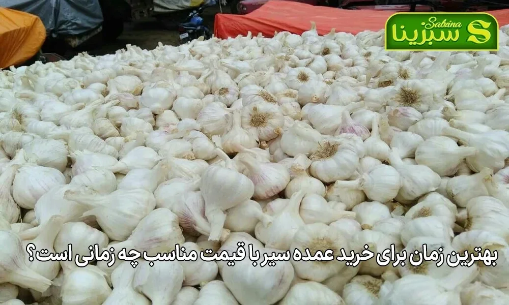 بهترین زمان برای خرید عمده سیر با قیمت مناسب چه زمانی است؟