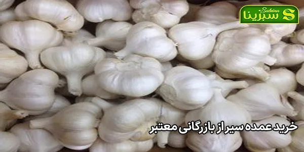 خرید عمده سیر از بازرگانی معتبر خرید عمده سیر از بازرگانی معتبر