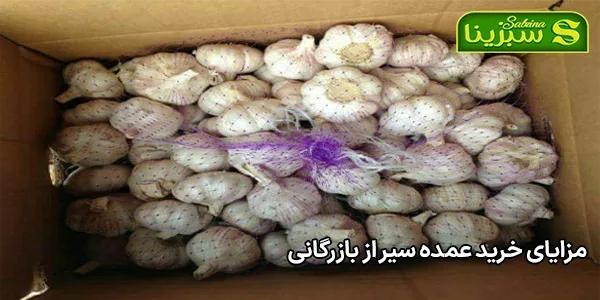 مزایای خرید عمده سیر از بازرگانی مزایای خرید عمده سیر از بازرگانی