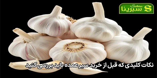 نکات کلیدی که قبل از خرید سیر عمده باید بررسی کنید نکات کلیدی که قبل از خرید سیر عمده باید بررسی کنید