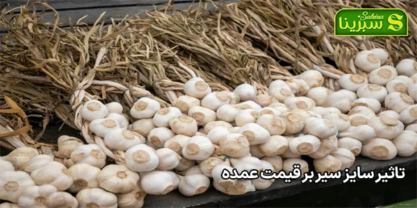 تاثیر سایز سیر بر قیمت عمده تاثیر سایز سیر بر قیمت عمده