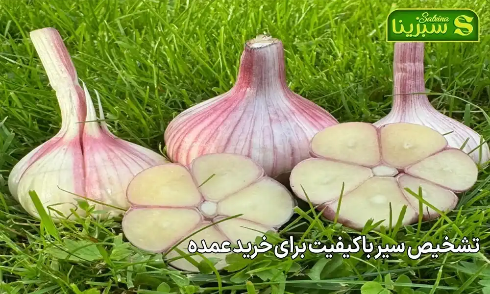 تشخیص سیر باکیفیت برای خرید عمده
