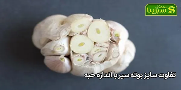 تفاوت سایز بوته سیر با اندازه حبه تفاوت سایز بوته سیر با اندازه حبه
